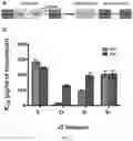 Fig. 13 - Split inteins with exceptional splicing activity