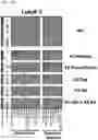 Fig. 35 - Signature-based human immunodeficiency virus (HIV) envelope (Env) trimer vaccines and methods of using the same