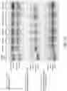 Fig. 46 - Methods for rule-based genome design