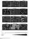 Fig. 08 - and immunogenic composition containing the same as well as its use
