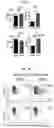 Fig. 17 - HUMAN RESISTIN COMPOSITIONS AND METHODS OF TREATING TLR4-MEDIATED DISEASE AND INFECTION