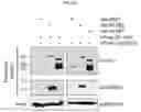 Fig. 20 - HUMAN RESISTIN COMPOSITIONS AND METHODS OF TREATING TLR4-MEDIATED DISEASE AND INFECTION