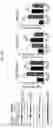 Fig. 27 - HUMAN RESISTIN COMPOSITIONS AND METHODS OF TREATING TLR4-MEDIATED DISEASE AND INFECTION