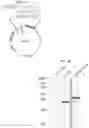 Fig. 30 - HUMAN RESISTIN COMPOSITIONS AND METHODS OF TREATING TLR4-MEDIATED DISEASE AND INFECTION