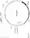 Fig. 141 - CHIMERIC ENGULFMENT RECEPTOR MOLECULES