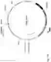 Fig. 149 - CHIMERIC ENGULFMENT RECEPTOR MOLECULES