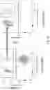 Fig. 58 - CHIMERIC ENGULFMENT RECEPTOR MOLECULES