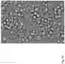 Fig. 72 - CHIMERIC ENGULFMENT RECEPTOR MOLECULES