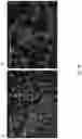Fig. 90 - CHIMERIC ENGULFMENT RECEPTOR MOLECULES