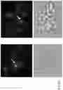 Fig. 93 - CHIMERIC ENGULFMENT RECEPTOR MOLECULES
