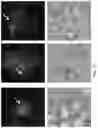 Fig. 95 - CHIMERIC ENGULFMENT RECEPTOR MOLECULES