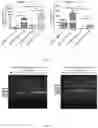 Fig. 04 - Method for preparing whole bovine-derived broadly neutralizing antibody against serotype O foot-and-mouth disease virus