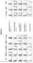Fig. 04 - Antibody constructs for CLDN18.2 and CD3