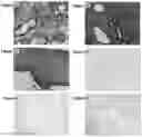 Fig. 03 - THERAPEUTIC AGENTS AND USE THEREOF