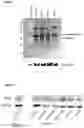 Fig. 05 - THERAPEUTIC AGENTS AND USE THEREOF