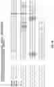 Fig. 03 - Antibodies binding to VISTA at acidic pH