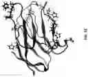 Fig. 04 - Antibodies binding to VISTA at acidic pH