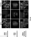 Fig. 15 - Antibodies binding to VISTA at acidic pH