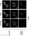 Fig. 16 - Antibodies binding to VISTA at acidic pH
