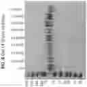 Fig. 20 - Anti-MIC antibodies and methods of use