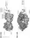 Fig. 52 - Anti-MIC antibodies and methods of use
