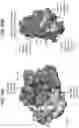 Fig. 55 - Anti-MIC antibodies and methods of use