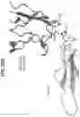 Fig. 57 - Anti-MIC antibodies and methods of use