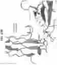 Fig. 58 - Anti-MIC antibodies and methods of use