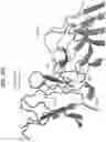 Fig. 59 - Anti-MIC antibodies and methods of use