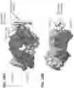 Fig. 65 - Anti-MIC antibodies and methods of use