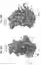 Fig. 67 - Anti-MIC antibodies and methods of use