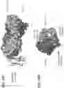 Fig. 78 - Anti-MIC antibodies and methods of use