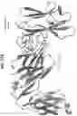Fig. 83 - Anti-MIC antibodies and methods of use
