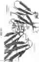 Fig. 84 - Anti-MIC antibodies and methods of use