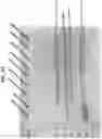 Fig. 97 - Anti-MIC antibodies and methods of use