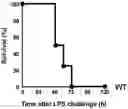 Fig. 01 - Composition for treating fulminant acute pneumonia including CD69 antagonist