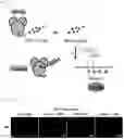 Fig. 04 - Composition for treating fulminant acute pneumonia including CD69 antagonist