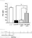 Fig. 11 - Composition for treating fulminant acute pneumonia including CD69 antagonist