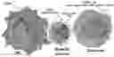 Fig. 01 - BI-SPECIFIC ACTIVATORS FOR TUMOR THERAPY