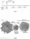 Fig. 02 - BI-SPECIFIC ACTIVATORS FOR TUMOR THERAPY