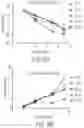 Fig. 08 - CELLS EXPRESSING A BCMA-TARGETING CHIMERIC ANTIGEN RECEPTOR, AND COMBINATION THERAPY WITH A GAMMA SECRETASE INHIBITOR