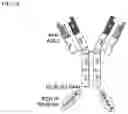 Fig. 02 - Targeted TGFβ inhibition