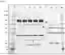 Fig. 04 - Targeted TGFβ inhibition