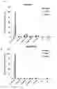 Fig. 08 - Antibody specifically binding to PAUF protein and use thereof