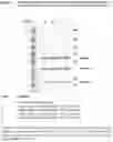 Fig. 10 - Single linker FabFv antibodies and methods of producing same