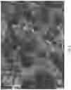 Fig. 04 - Macroporous beads