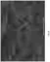 Fig. 07 - Macroporous beads