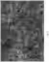 Fig. 08 - Macroporous beads