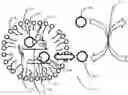 Fig. 01 - Surfactant assisted formation of a catalyst complex for emulsion atom transfer radical polymerization processes