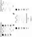 Fig. 03 - Methods and compositions for synthesizing improved silk fibers